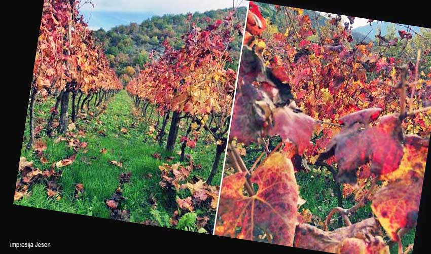 vinograd jesen