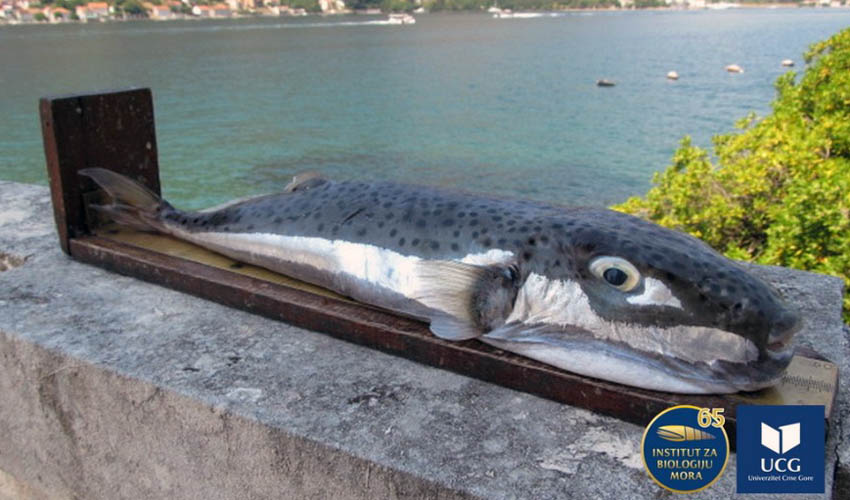 napuhacca