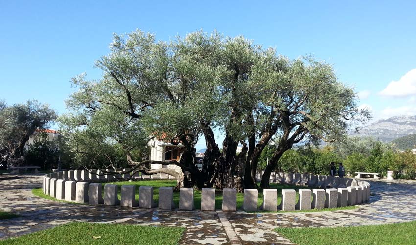st olivva 2