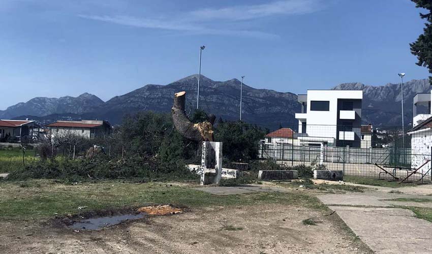 stablo bor