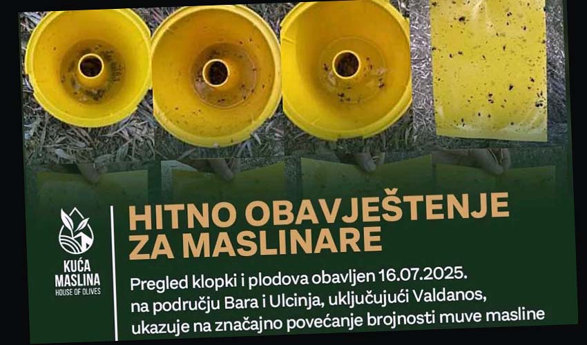 maslinova muha