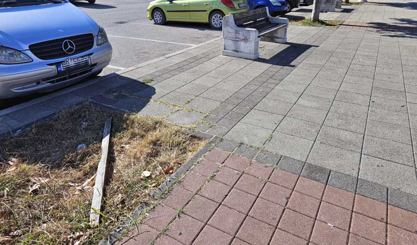 drvo nema