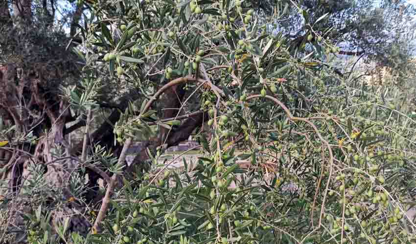 plod oliv 2