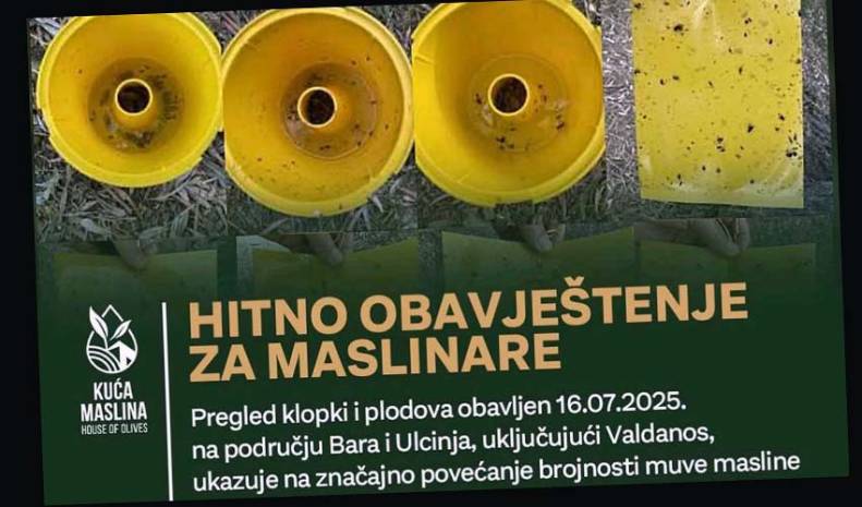 Kuća maslina uputila alarm maslinarima!