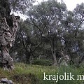 maslinjak ab