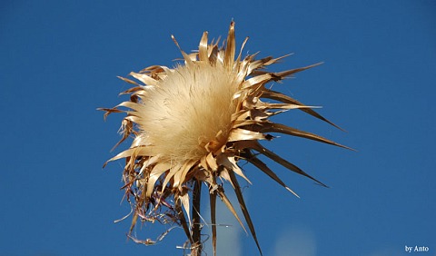 suncokret